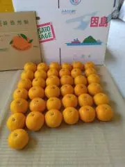 金柑200g、広島県産、産地直送家庭用サイズ混合 金柑200g、広島県産産地直送家庭用サイズ混合農薬不使用コンビニ払いNG