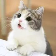 ねこねこ