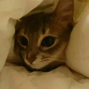 オレンジスカイ