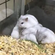 ハム団子