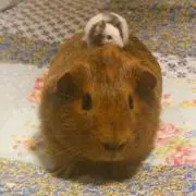 しゅうぽんの画像