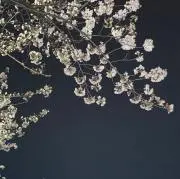 さくらの画像