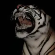 SPの画像