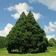 ここ