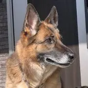 わんこ✱︎即日発送の画像