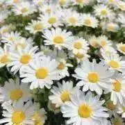 シャインマスカットの画像