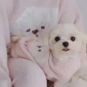 Rosieの画像