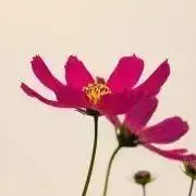れみもゆ＊プロフに発送休止日記載ありの画像