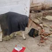 めえ