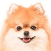wankoの画像