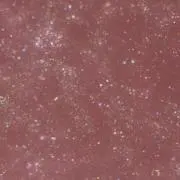 きゅうりの画像