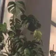 プロフ必読の画像