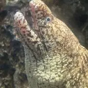 緋夏の画像