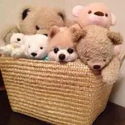 タケノコ