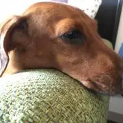 まきちゃんの画像