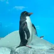 kldumの画像