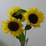 あんことおはぎ⑅*◯⋆︎*