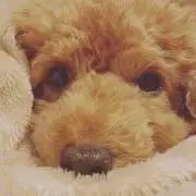 はなちゃんプロフ読んで下さい。の画像