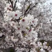 ひなの画像