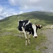 milkの画像