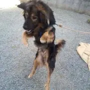 pui-pui
