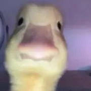 HAYATOの画像