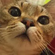 neKo＊