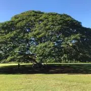 りんご