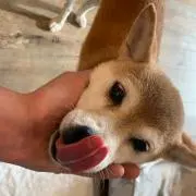 a1-lowの画像