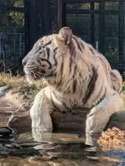 猫猫の画像