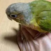 なっしゃんの画像