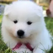 犬まる堂@交渉中も即決の方を優先してますの画像