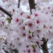 Chikorin