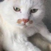 ミノナ