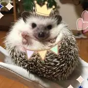 ふうこ☆の画像