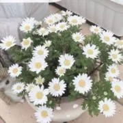 RURU٩(๑❛ᴗ❛๑)۶✿*♡の画像