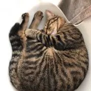 磯丸有紗