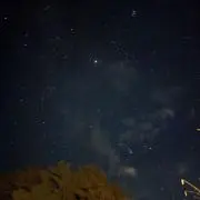 卓樹