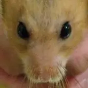 あどっちの画像