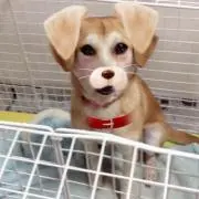 ryohの画像
