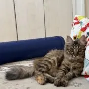 パインアップルの画像