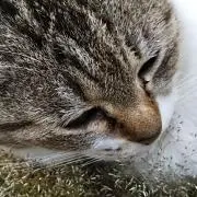 気まぐれ猫