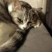 ノボヤンの画像