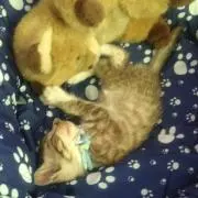 shi＆shi