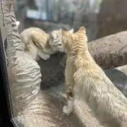みっきー　プロフ必読お願い致しますの画像