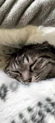 のんこの画像