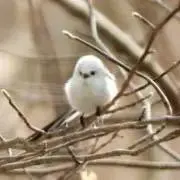 となの画像