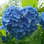 ちびまめ