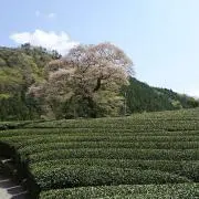 まっちゃん