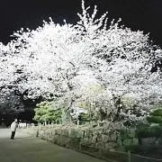 ひびき